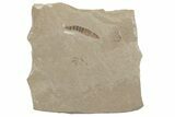 Detailed Fossil Larva - Green River Formation #213357-1